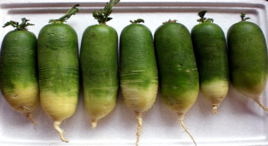 Выращивание редьки (осенней, зимней) и хранение овоща