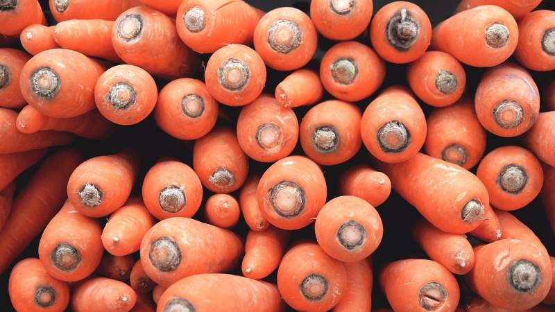 Лучшие сорта моркови для зимнего хранения (дубль)