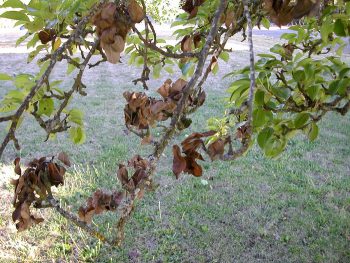 Почему чернеют листья у яблони (что делать, препараты)