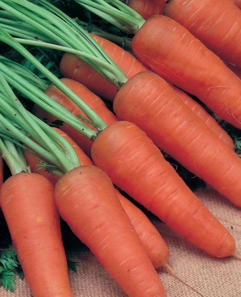 Лучшие сорта моркови для зимнего хранения (дубль)