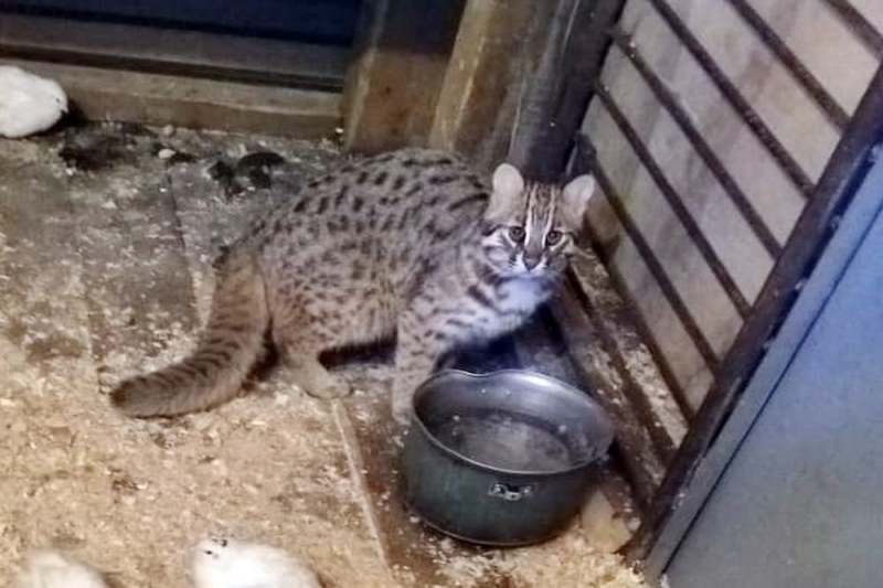 В Приморье центр реабилитации тигров приютил кота-подкидыша 