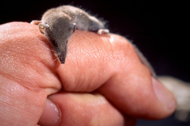 На юге России ученые обнаружили самое маленькое в мире млекопитающее