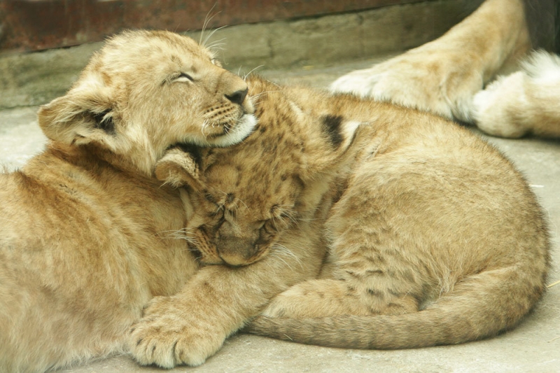 В Екатеринбургском зоопарке у львов Эрни и Эммы родилась тройня