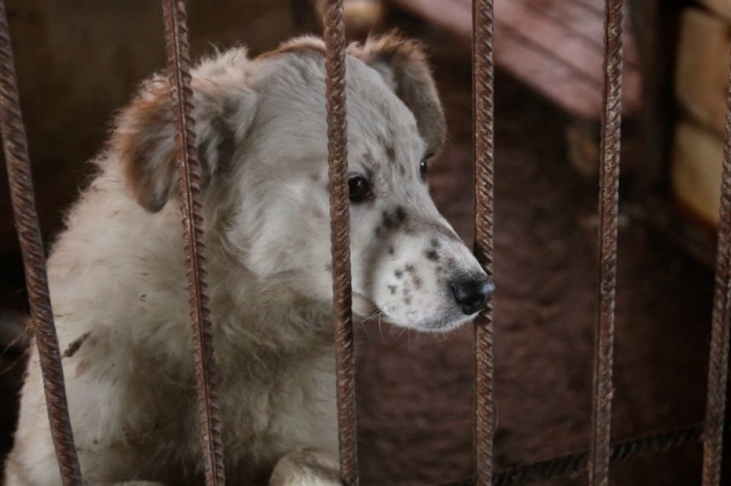 Программа стерилизации бродячих собак в Янтарном крае может закрыться
