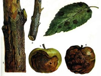 Почему чернеют листья у яблони (что делать, препараты)