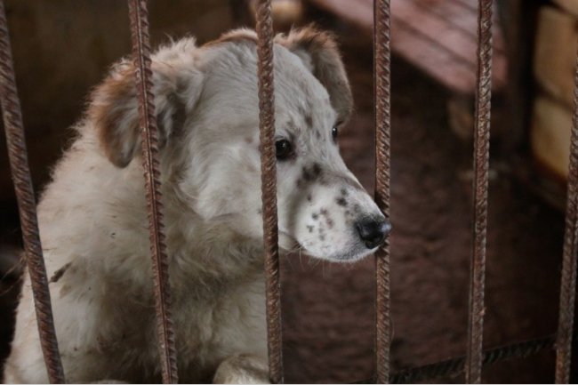 Программа стерилизации бродячих собак в Янтарном крае может закрыться
