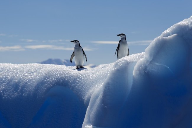 Донские ученые отправились в Антарктиду для лова редких рыб