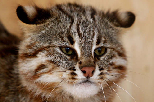 Дальневосточная лесная кошка поселилась в Московском зоопарке