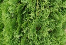 Туя колумна: изысканная красота в вашем саду