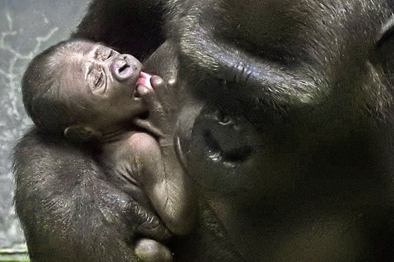 Детеныш редкой равнинной гориллы родился в Московском зоопарке