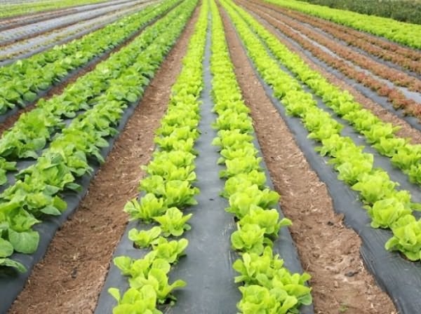 Выращивание салата Айсберг в теплице: 3 особенности