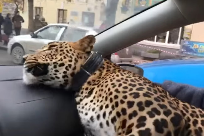 Видео: Леопард прокатился на переднем сиденье такси в Екатеринбурге