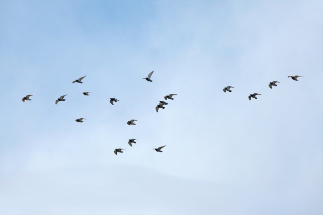 Видео: Краснодарцы увидели в небе уникальный танец стаи птиц