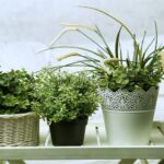 6-plantes-a-mettre-dans-votre-chambre-pour-combattre-linsomnie