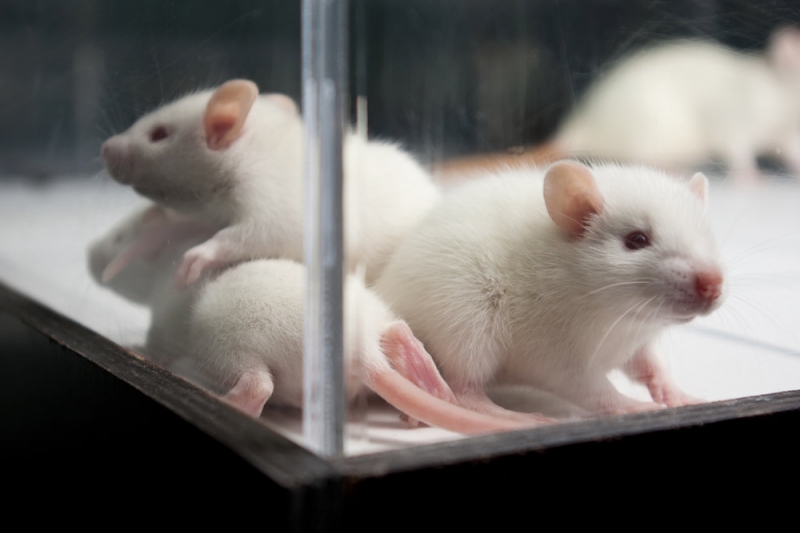 Ростовские ученые будут диагностировать рак с помощью крыс
