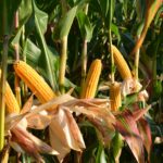Выращивание кукурузы: как выбрать подходящий сорт
