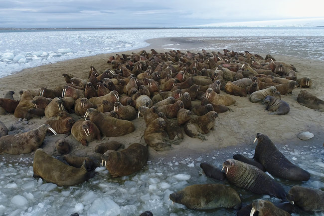 Атлантические моржи вернулись в Белое море впервые за сотни лет