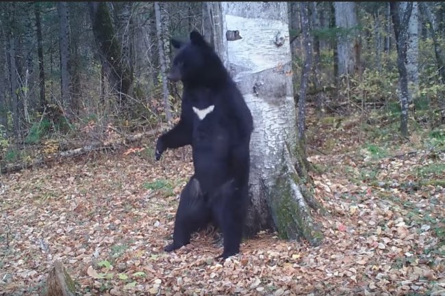 "Танцующий" в нацпарке Приморья медведь стал героем фильма