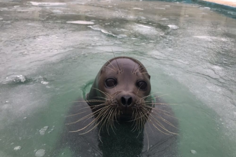 В Петербурге из замерзшего бассейна вызволили тюленя Крошика