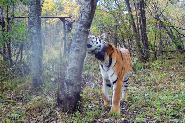 "Президентский" тигр Боря нашел в ЕАО новую подругу