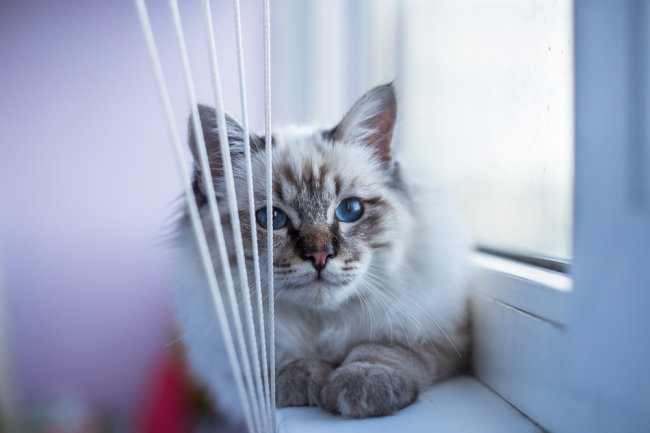 Названы самые популярные у россиян породы кошек