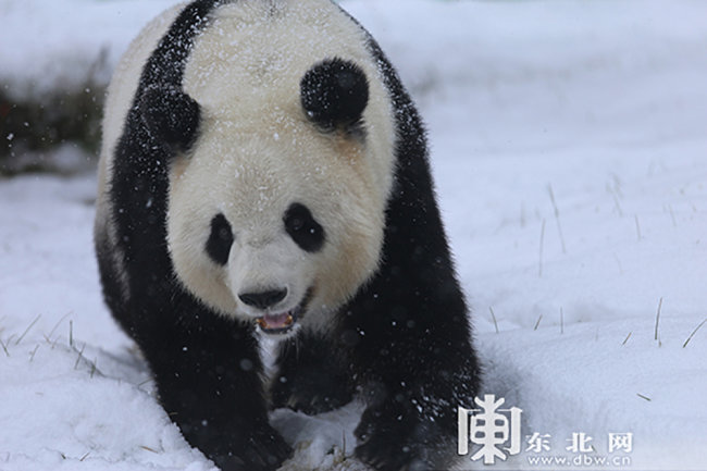 На курорте Ябули в КНР панды удивились снегу 