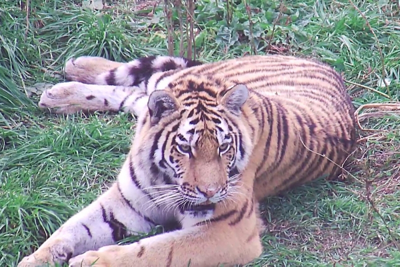Котят охотившейся на собак приморской тигрицы разлучили с матерью