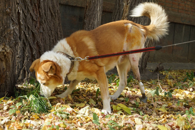 В Новосибирске бродячему псу вживили уникальный протез