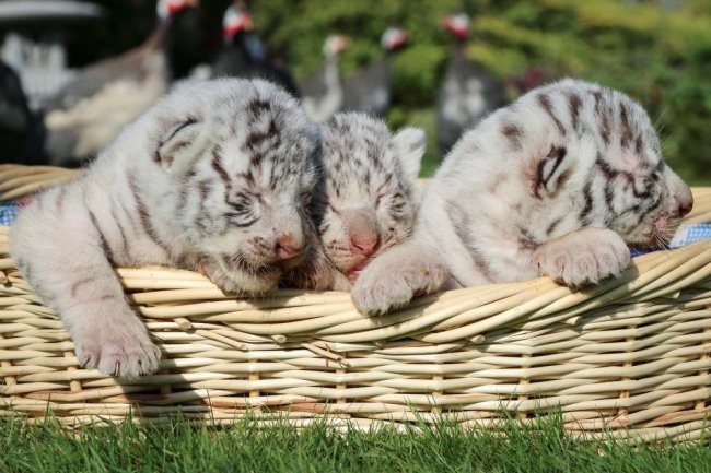 В Крыму родились редкие "королевские" тигрята