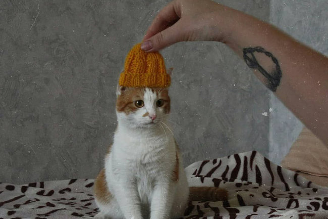 Волгоградский кот в желтой шапочке умилил пользователей Сети