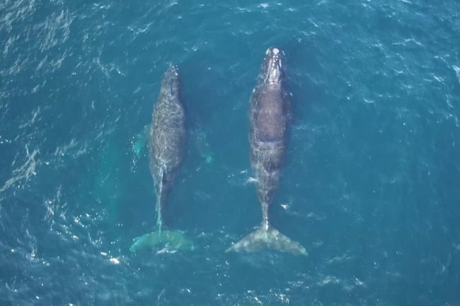 Видео: В акваторию камчатского заповедника зашел самый редкий кит