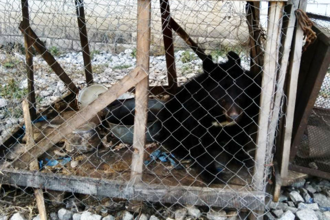 Жители Приморья держали дома гималайского медвежонка