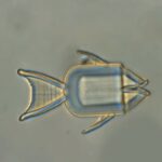 mikroroboty-ryby-atakujut-rakovye-kletki-70c3ee4